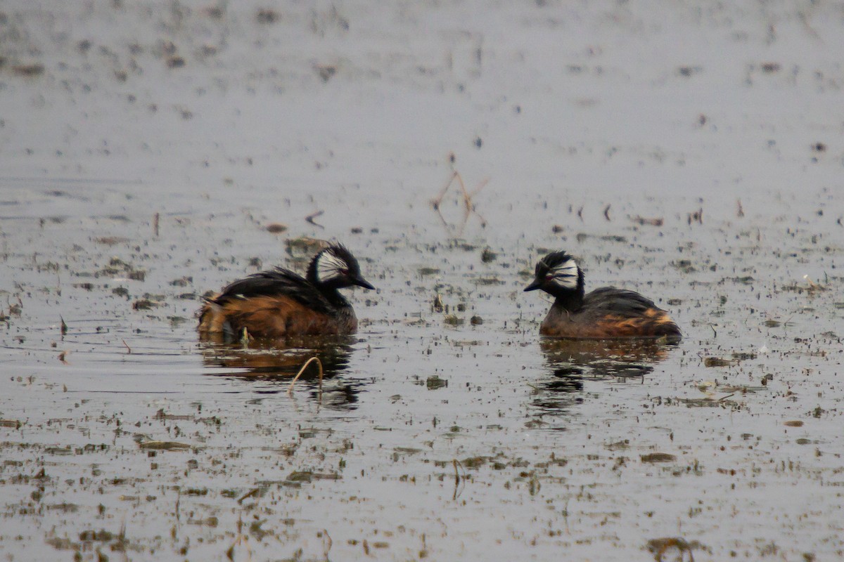 White-tufted Grebe - ML643112927
