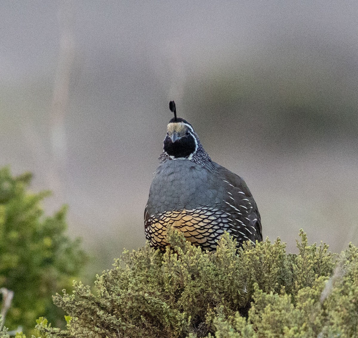 California Quail - ML643112977