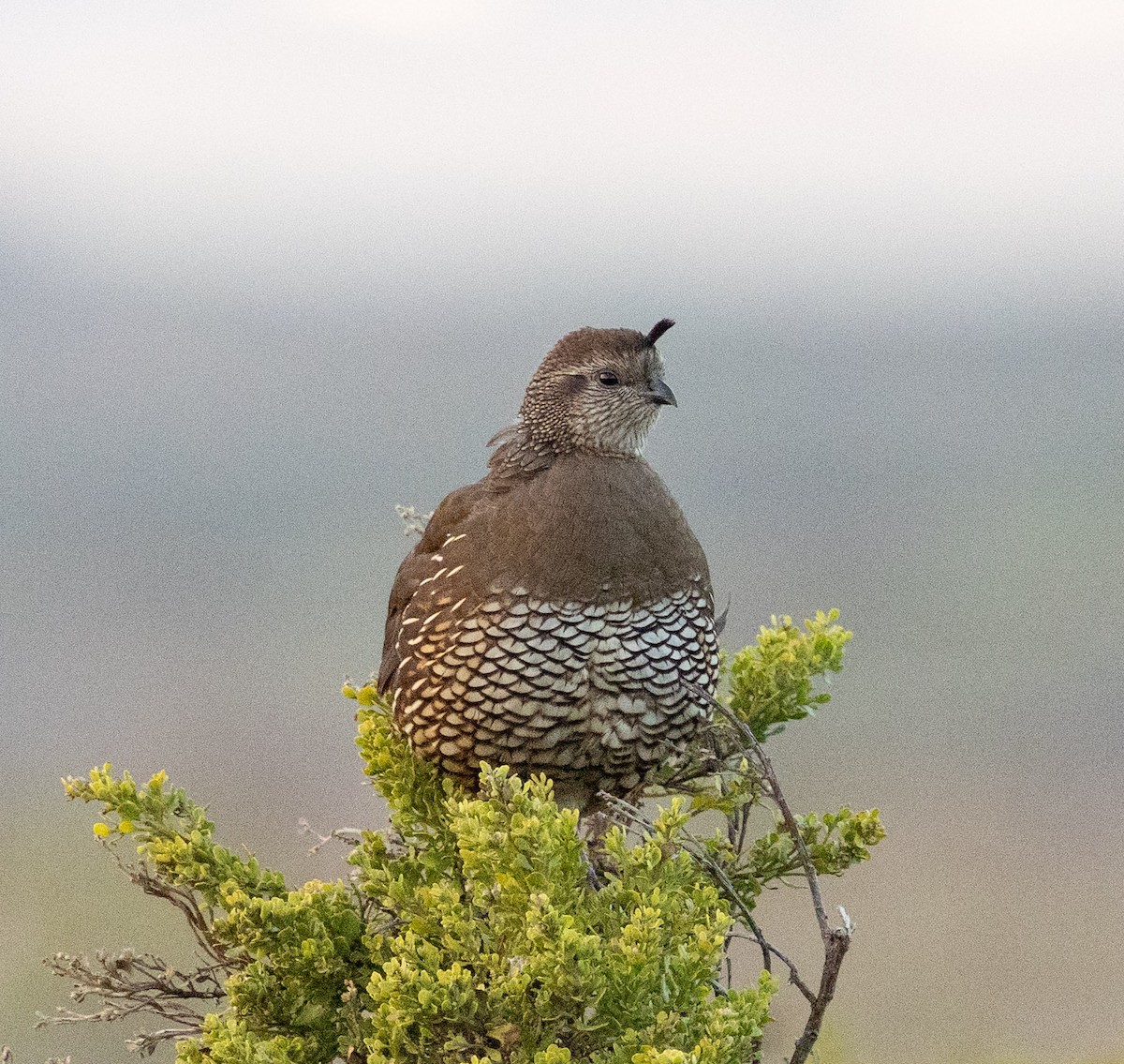 California Quail - ML643112978