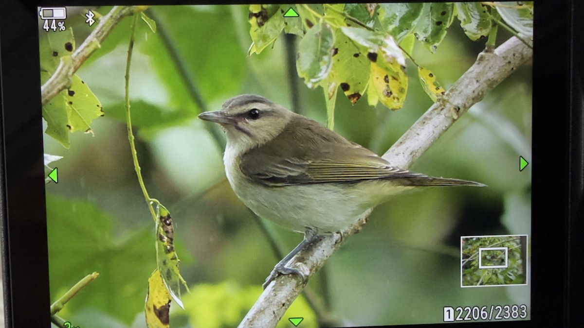 Black-whiskered Vireo - ML643113015