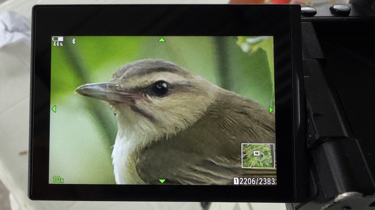 Black-whiskered Vireo - ML643113016