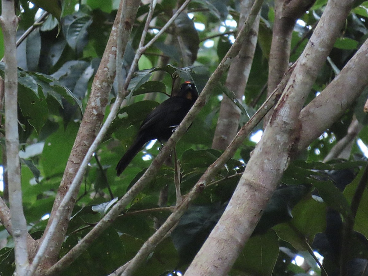 Flame-crested Tanager - ML643113025