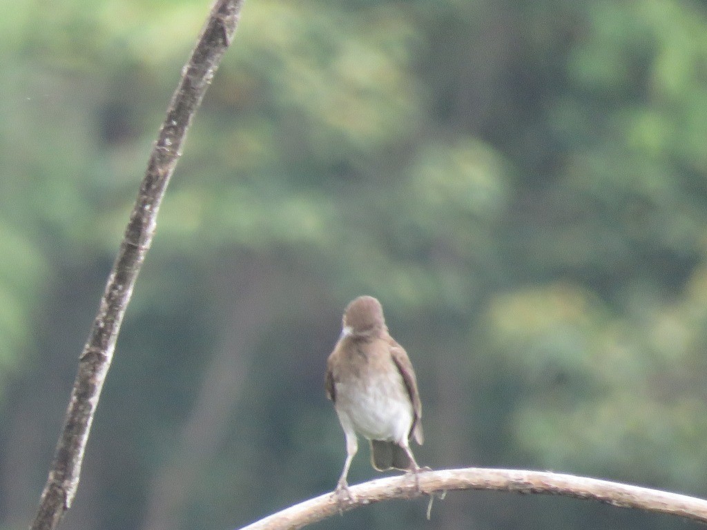 Black-billed Thrush - ML643113026