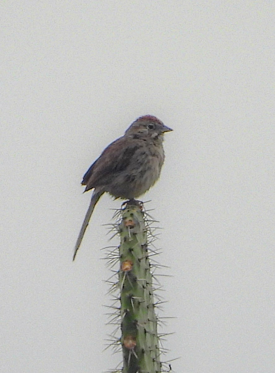 Rufous-crowned Sparrow - ML643113028