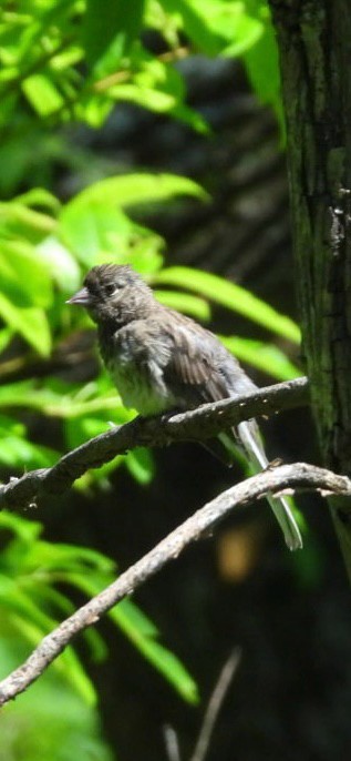 Dark-eyed Junco - ML643113045