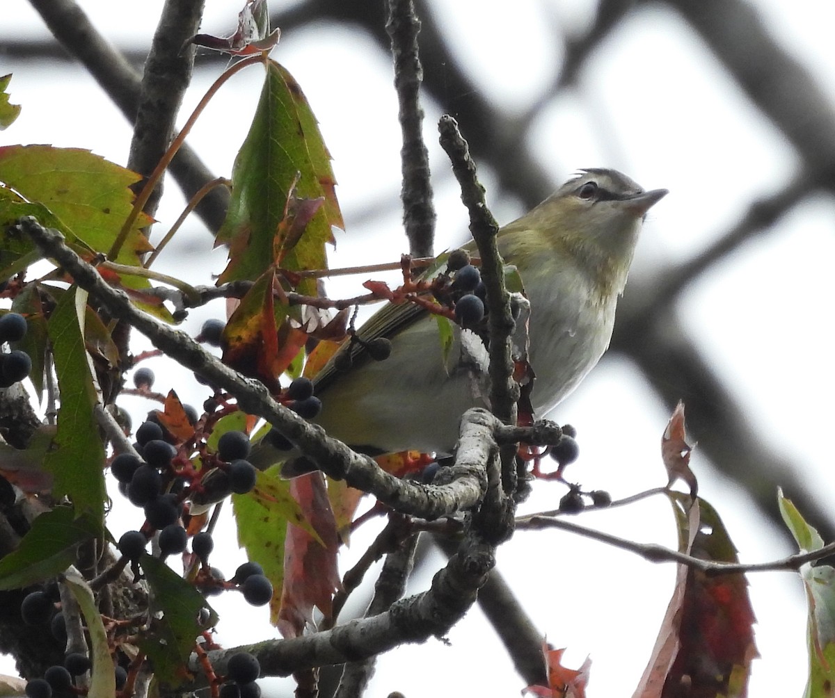 Red-eyed Vireo - ML643113056