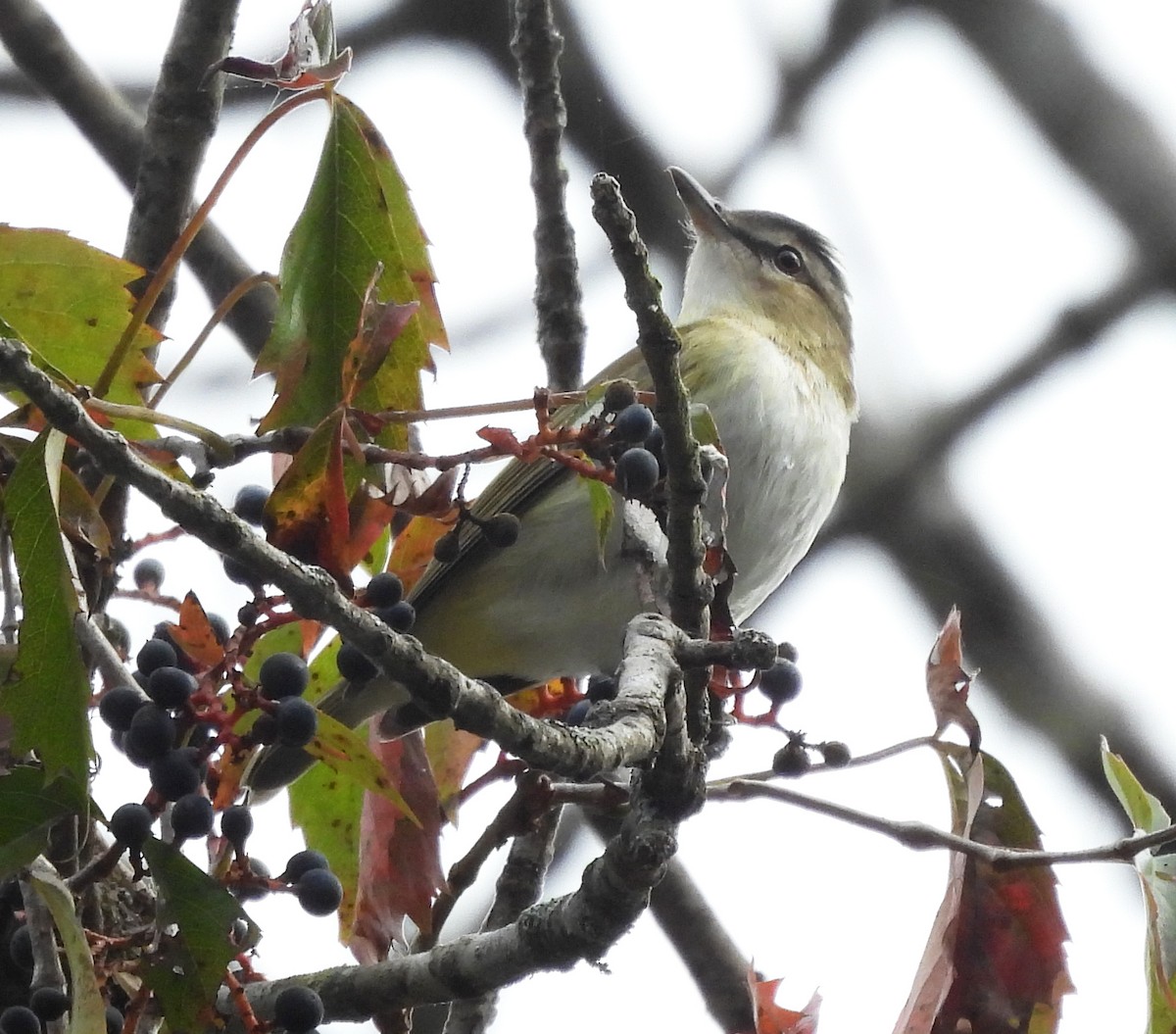 Red-eyed Vireo - ML643113057