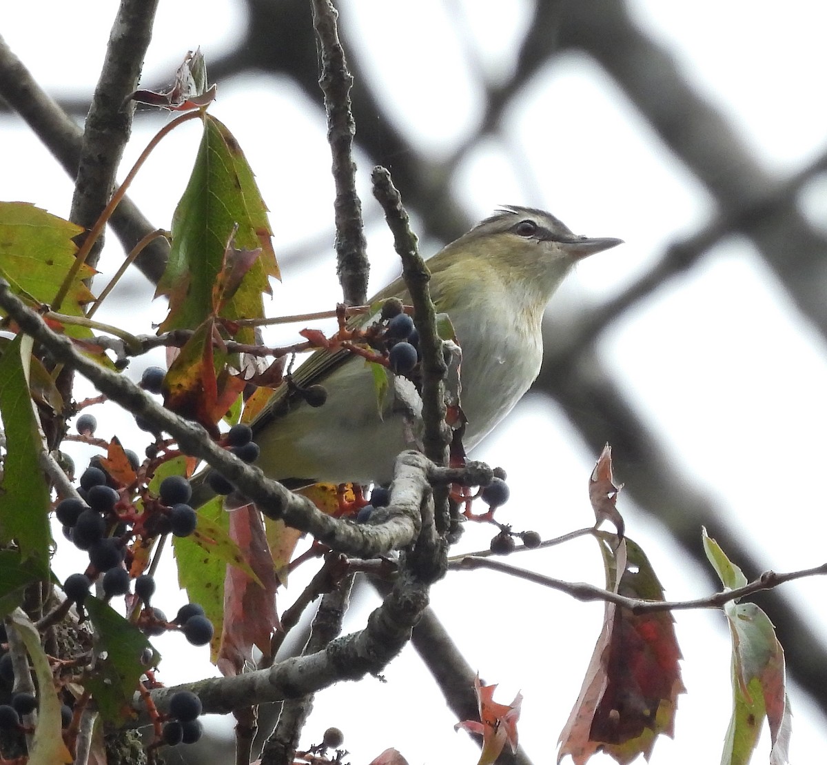 Red-eyed Vireo - ML643113058