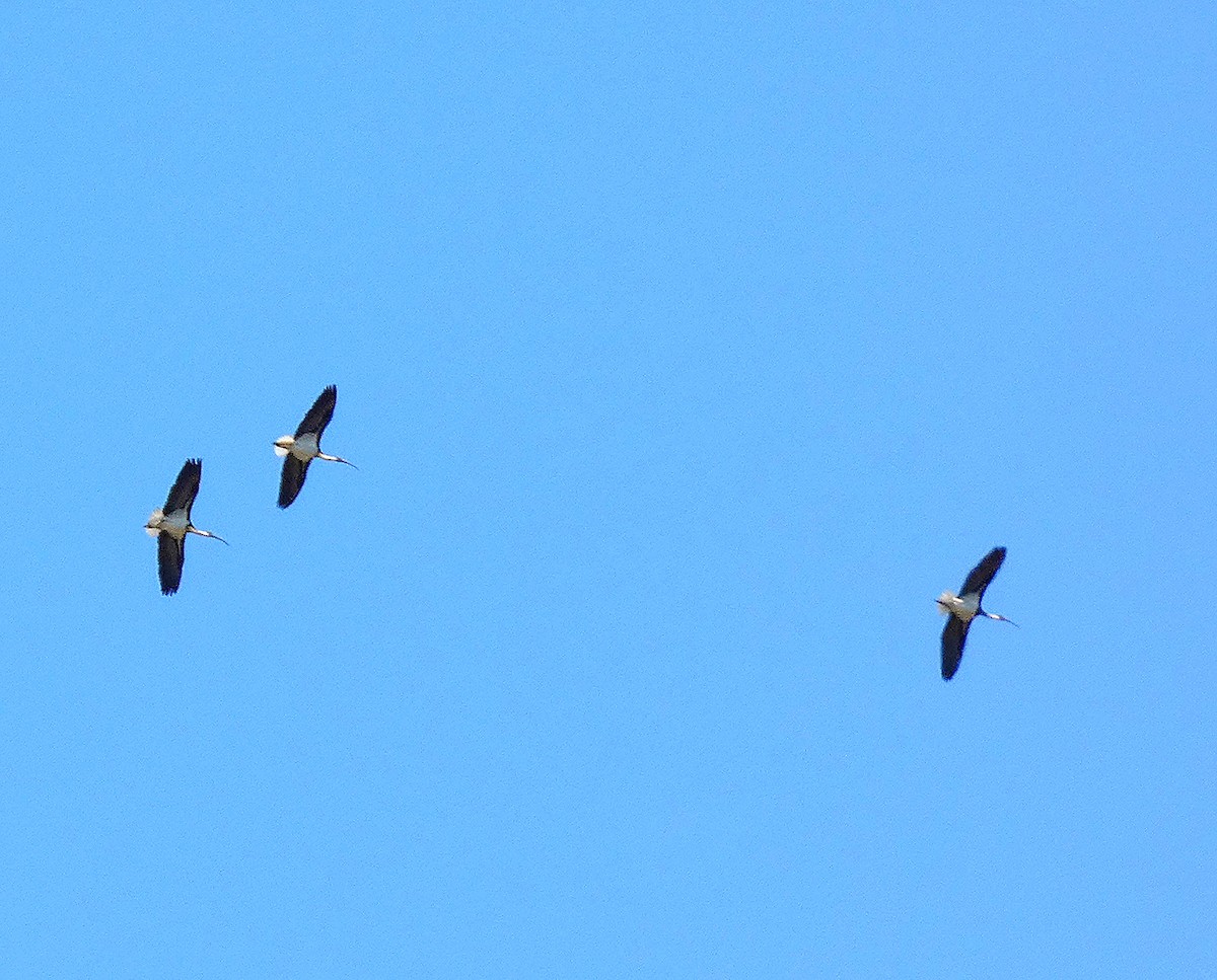 Straw-necked Ibis - ML643113075