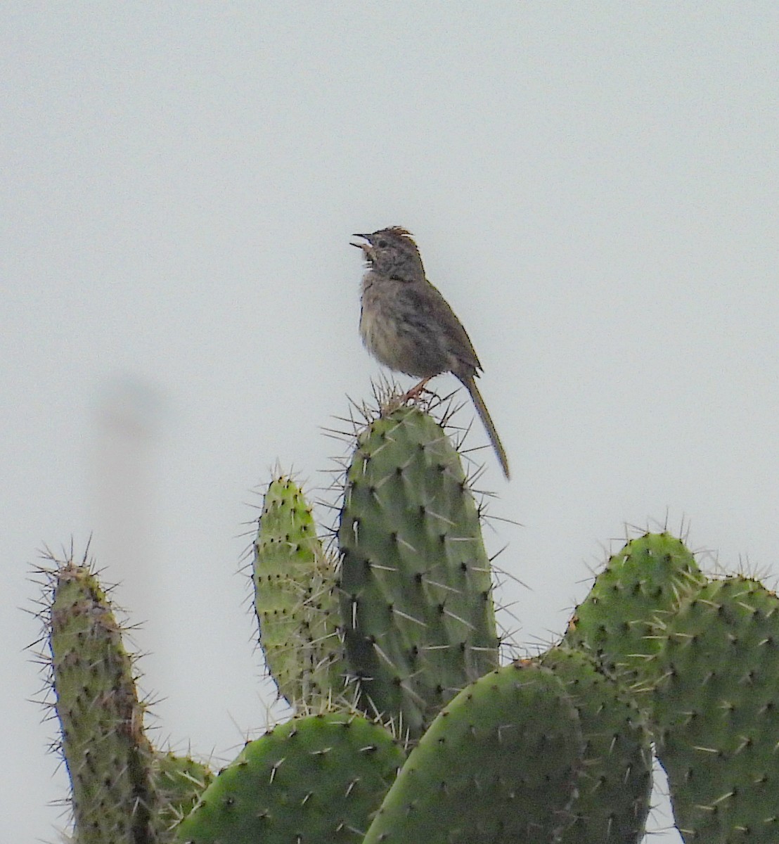 Rufous-crowned Sparrow - ML643113101