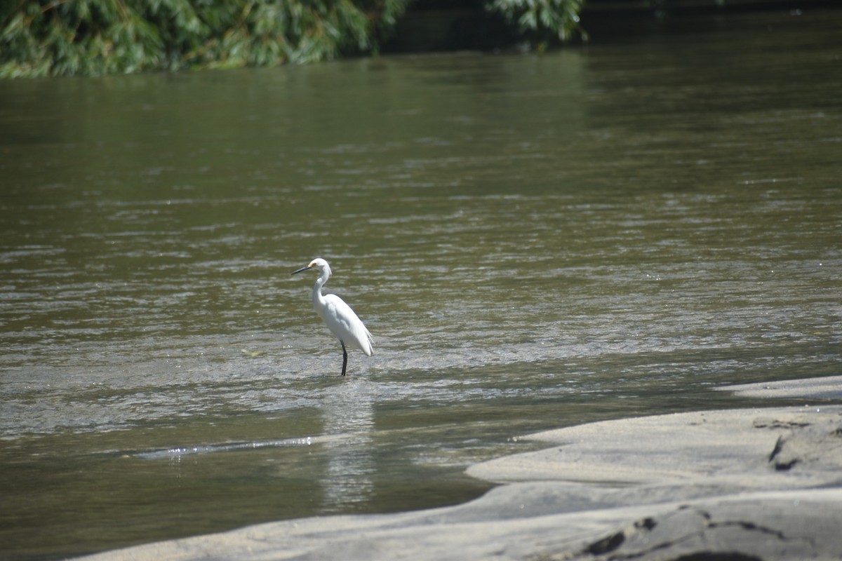 Snowy Egret - ML643113107