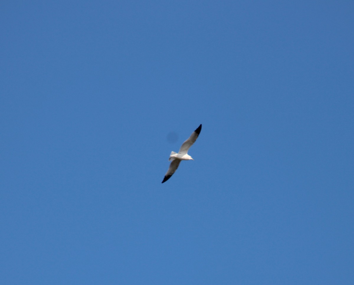 Ring-billed Gull - ML643113114