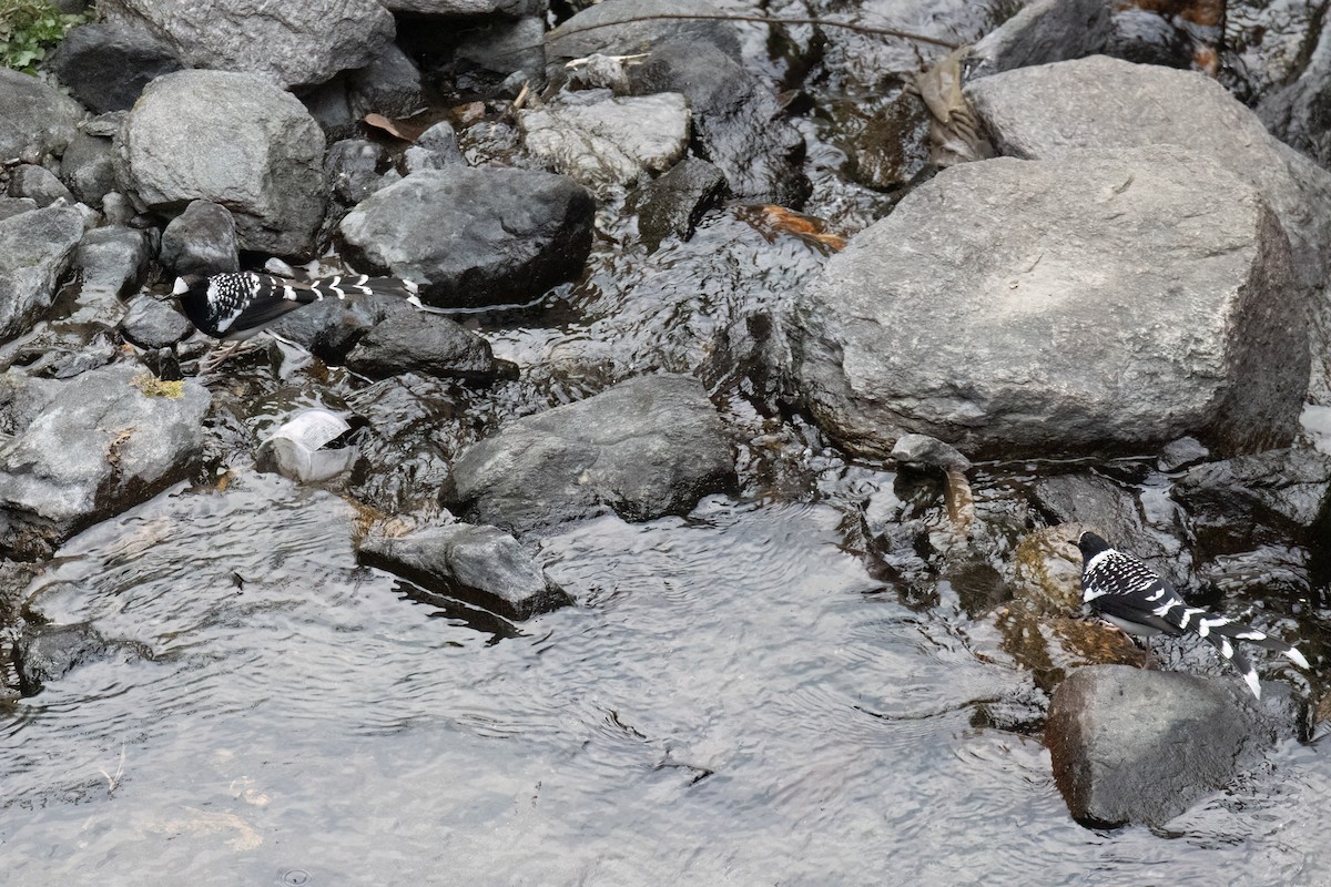 Spotted Forktail - ML643113147