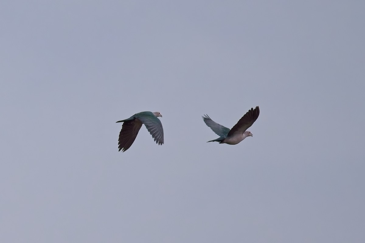 Green Imperial-Pigeon - ML643113152