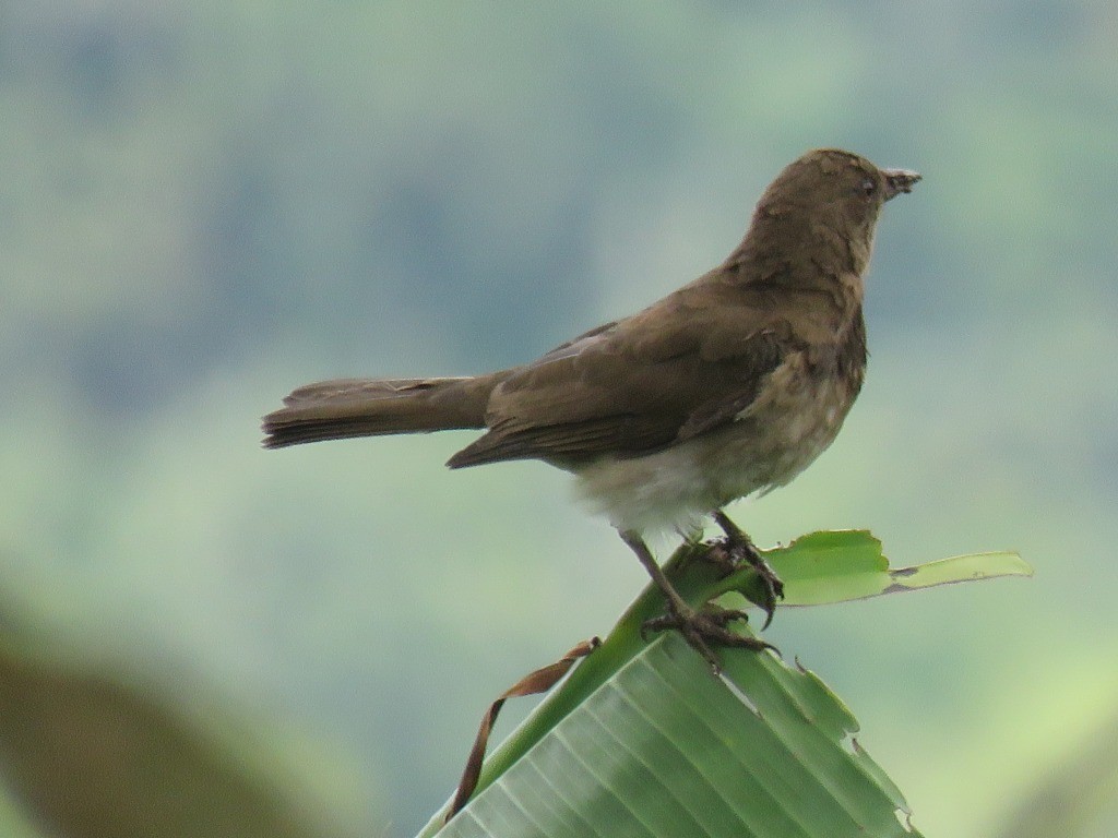 Black-billed Thrush - ML643113156