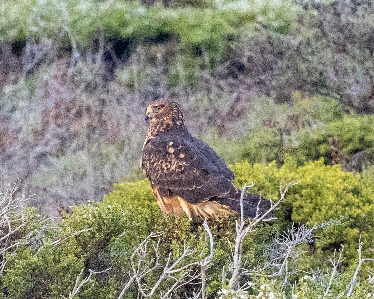 mørkmyrhauk - ML643113158