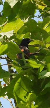Orchard Oriole - ML643113160