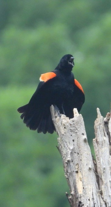 Red-winged Blackbird - ML643113184