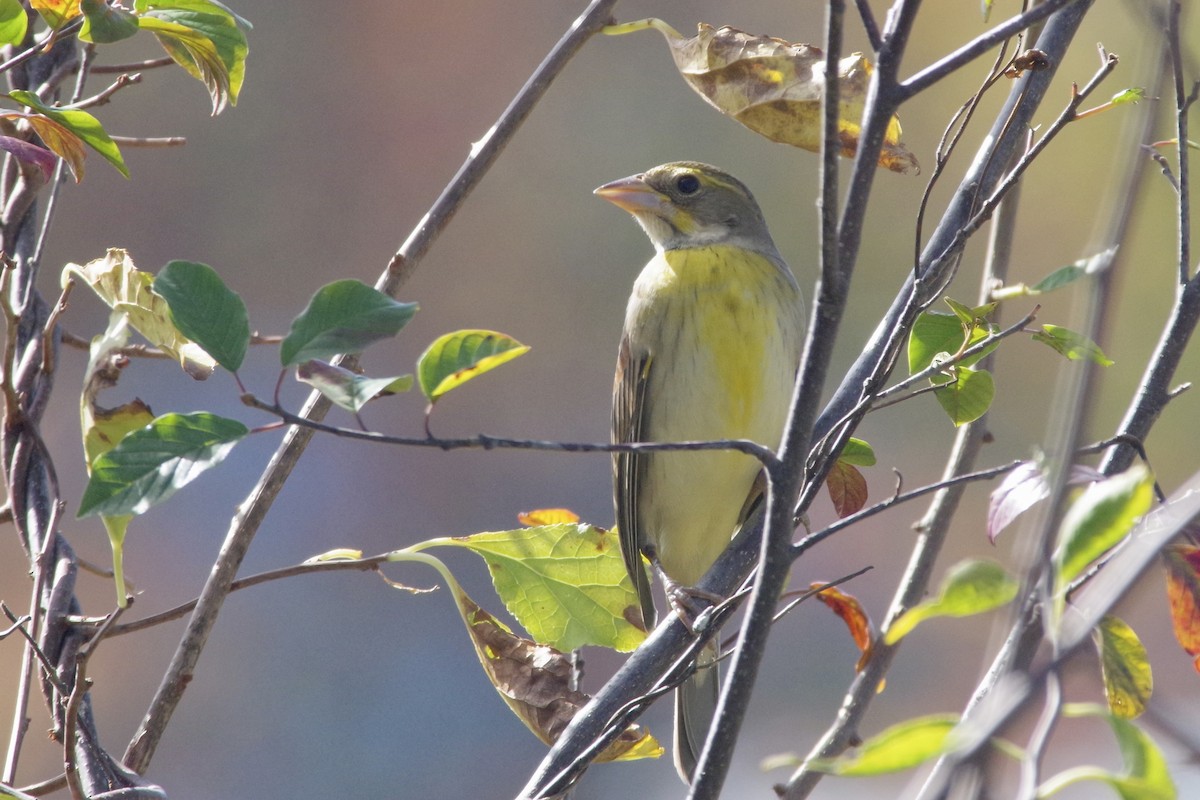 Dickcissel - ML643113186
