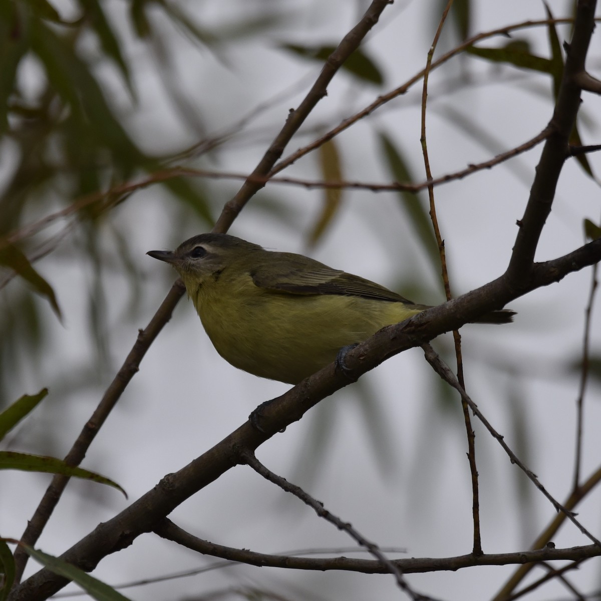 Philadelphia Vireo - ML643113219