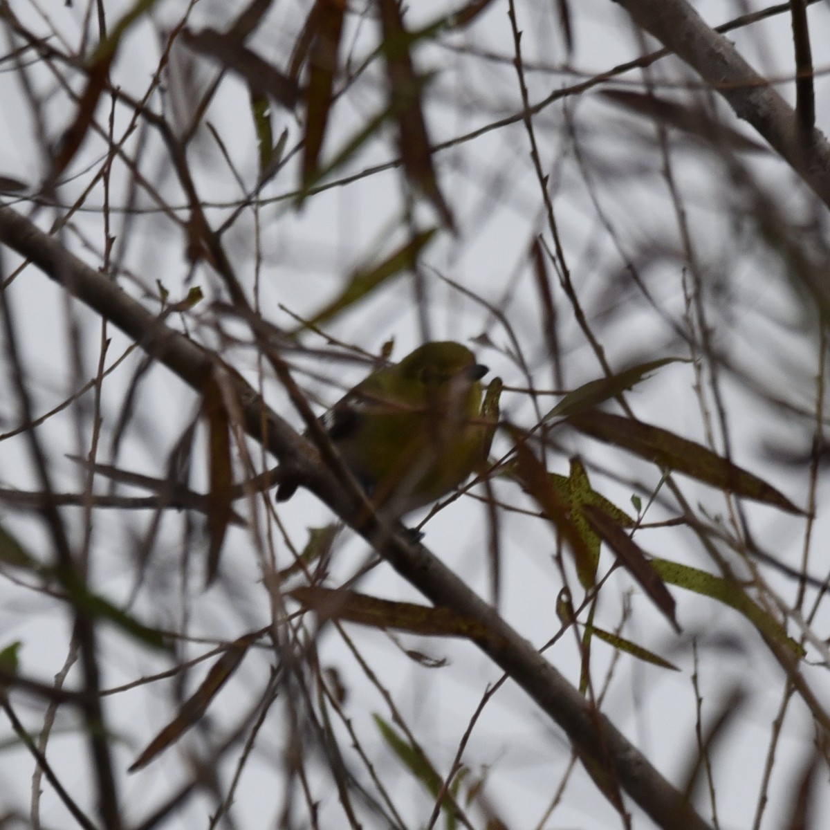 Yellow-throated Vireo - ML643113226