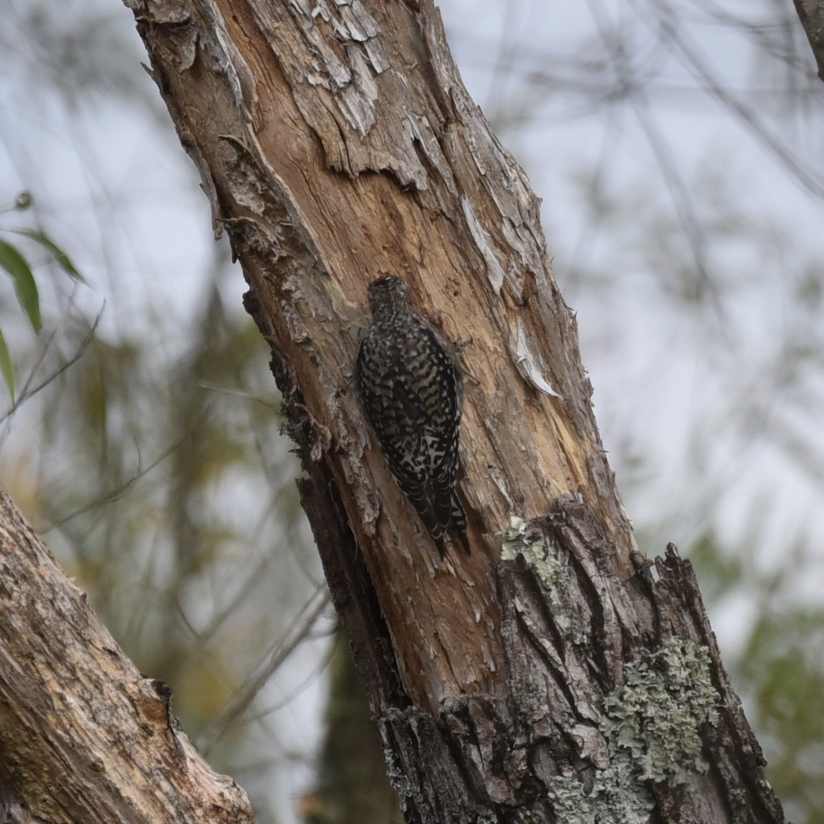 Yellow-bellied Sapsucker - ML643113244