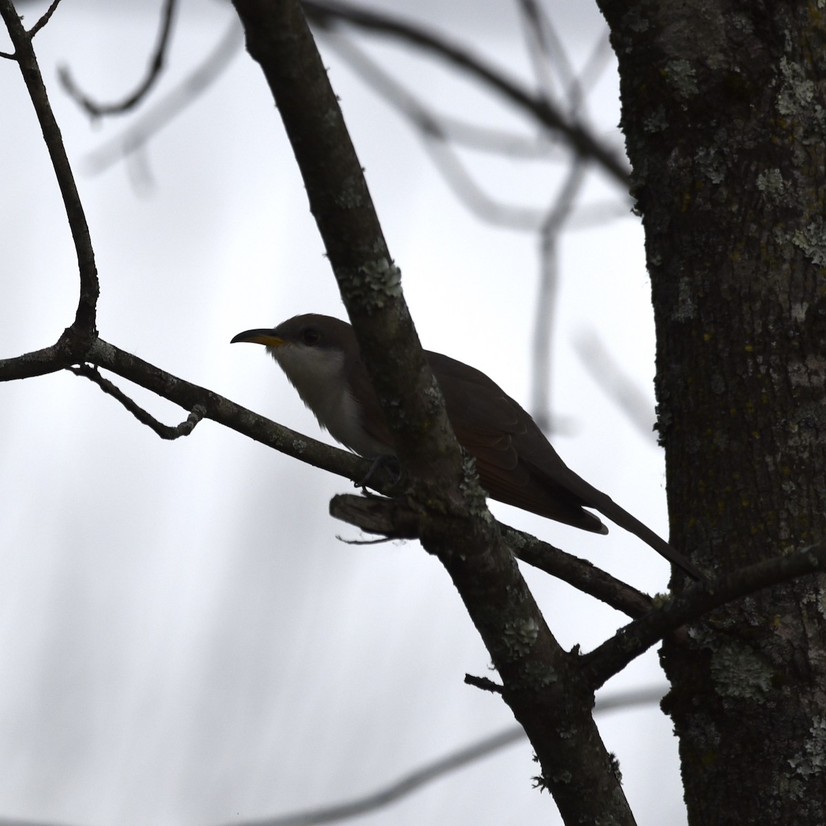 Yellow-billed Cuckoo - ML643113258