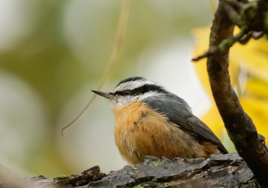 brhlík americký - ML643113261