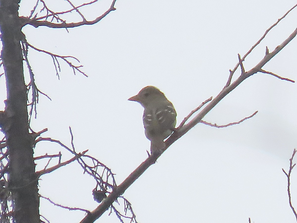 Western Tanager - ML643113263