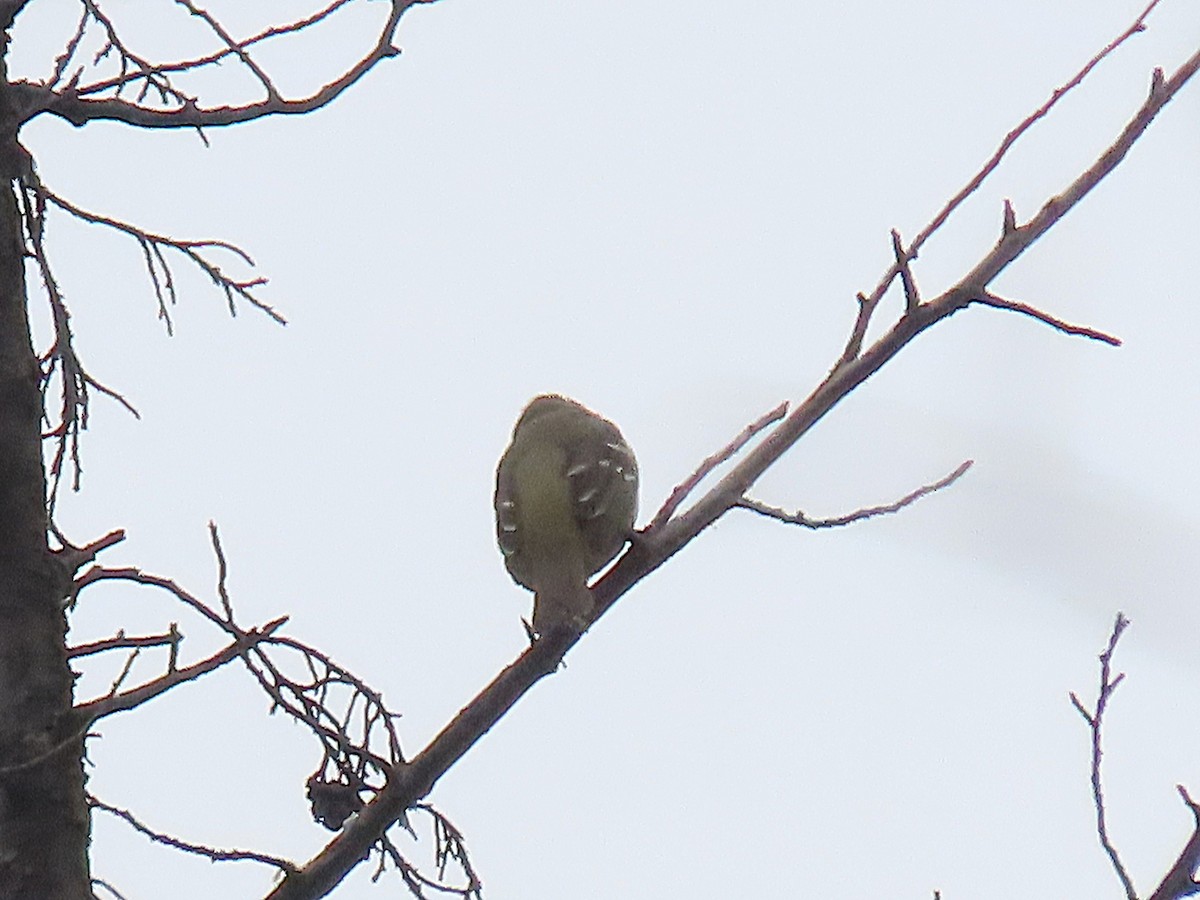 Western Tanager - ML643113264