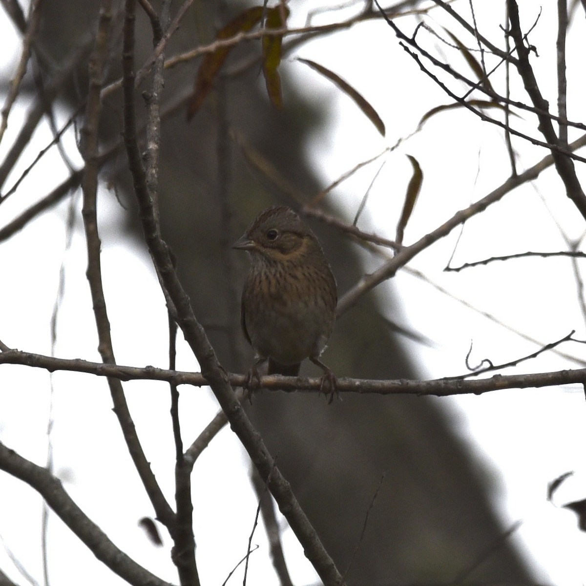 Lincoln's Sparrow - ML643113268