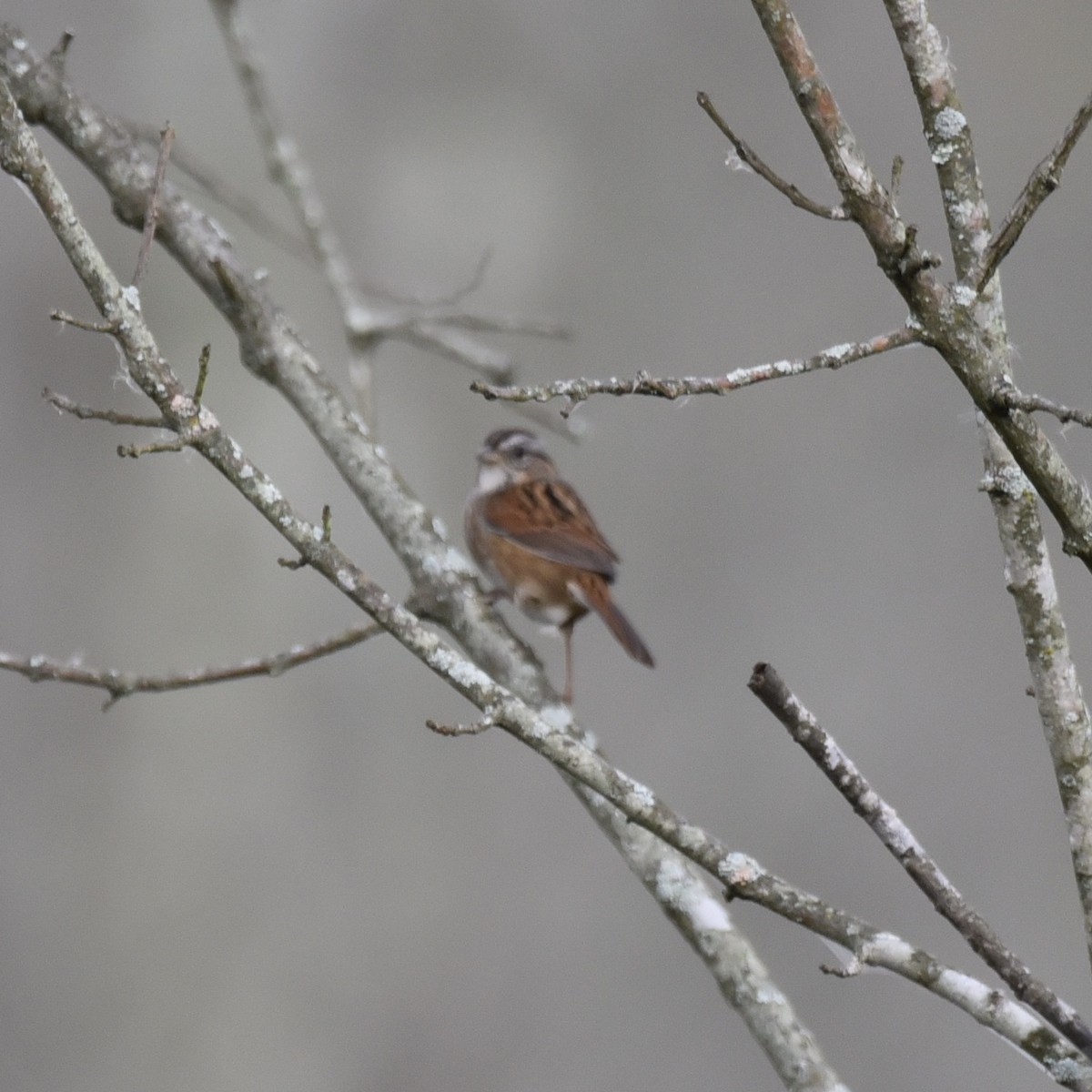 Swamp Sparrow - ML643113282