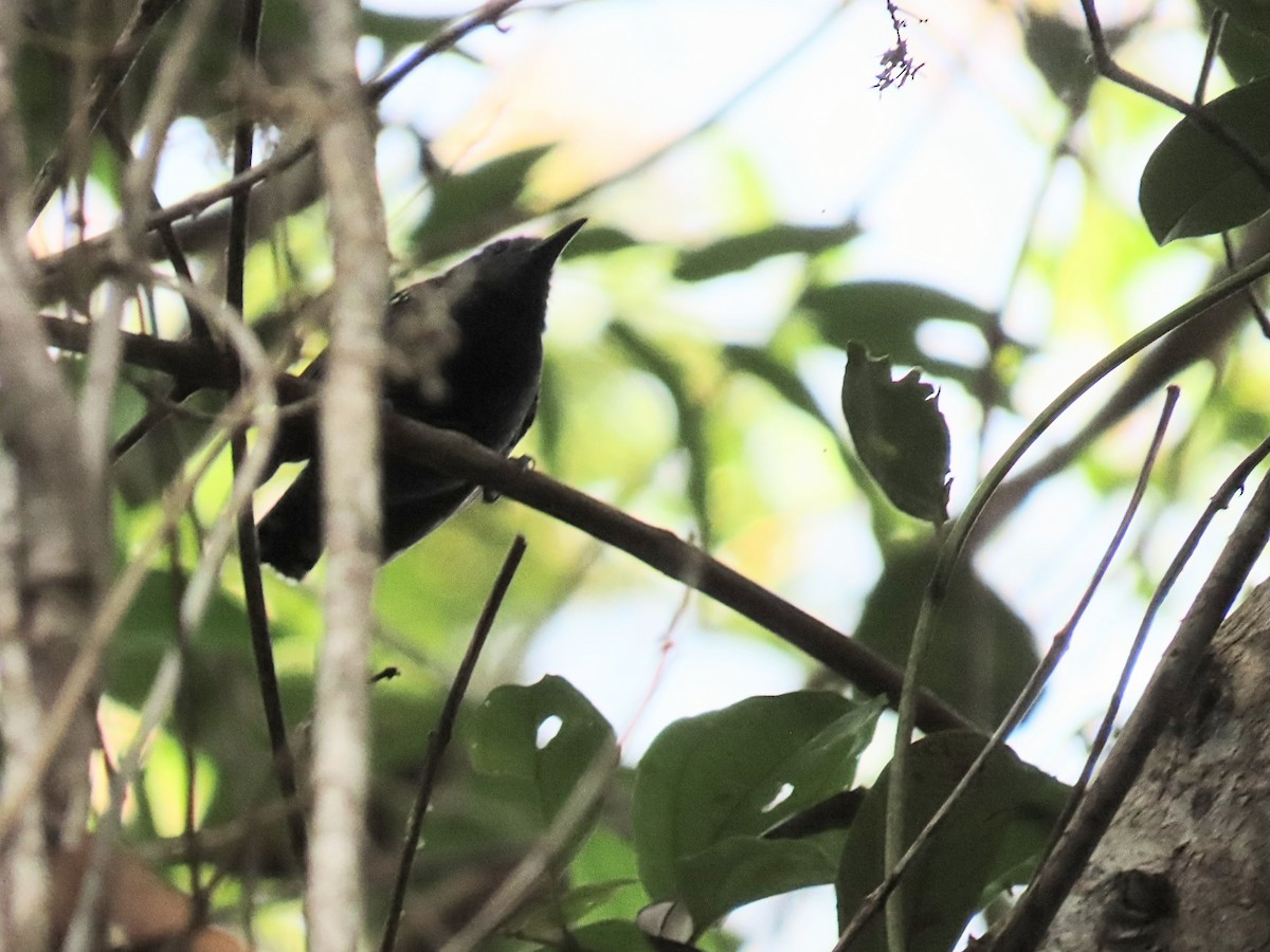 Белобровый эсперито - ML643113284