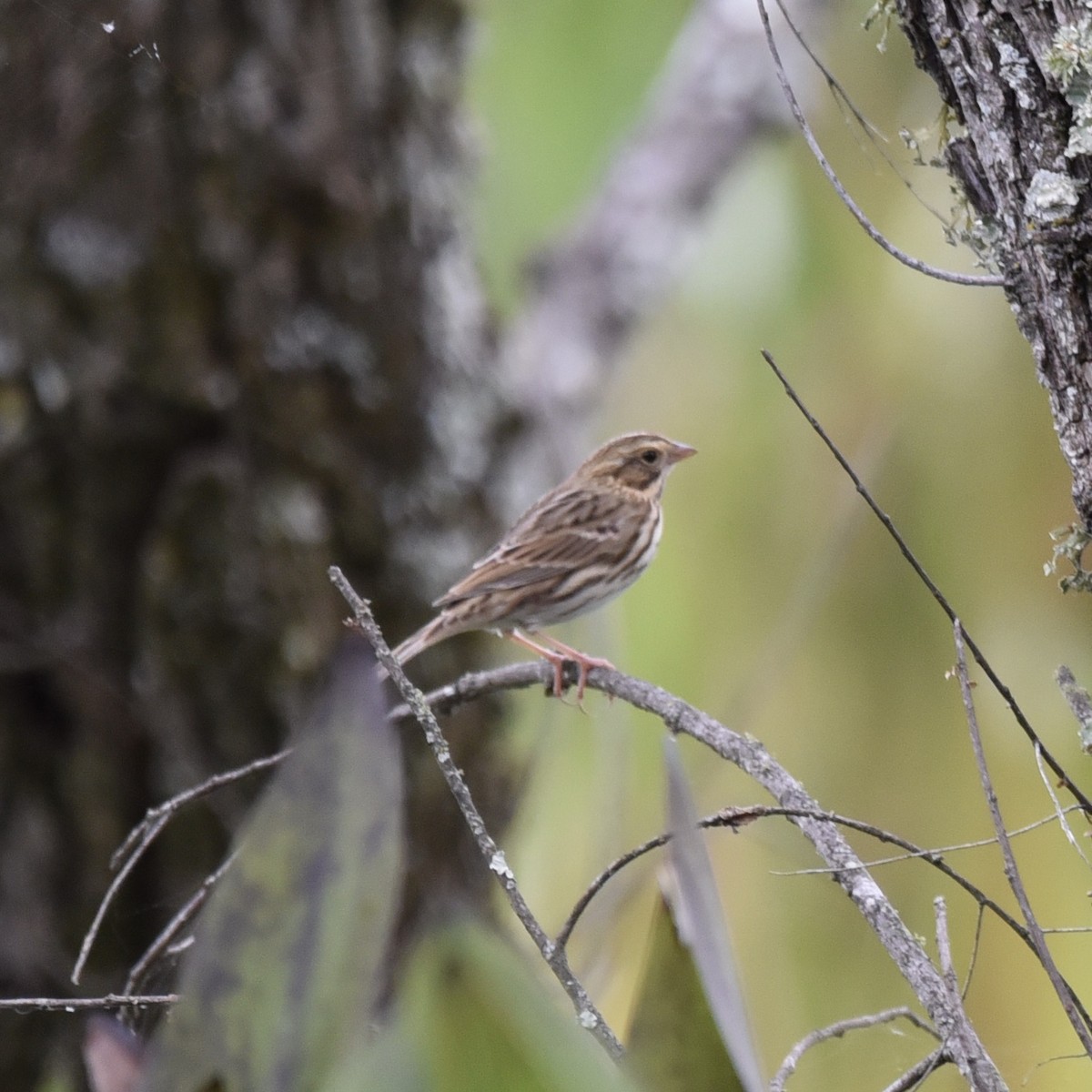 Savannah Sparrow - ML643113302