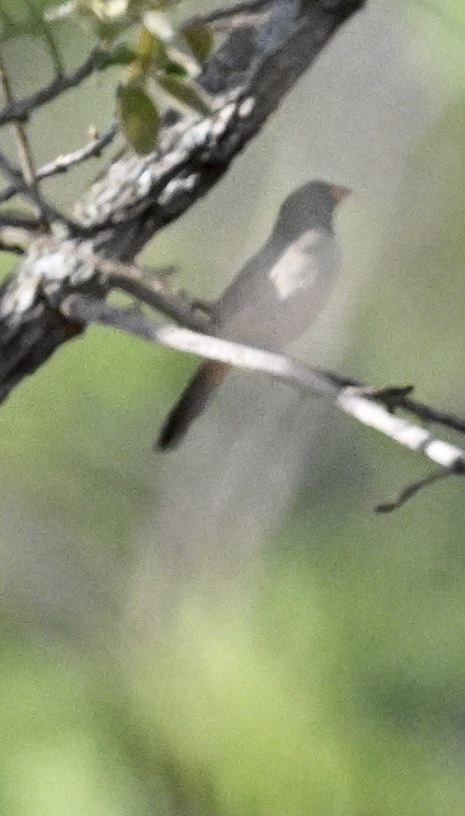 Black-throated Saltator - ML643113365