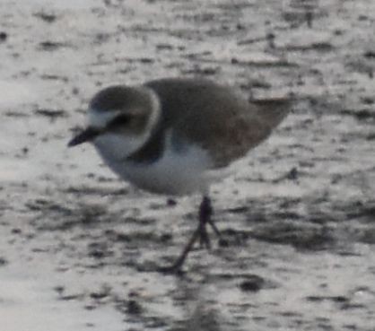 Kentish Plover - ML643113366