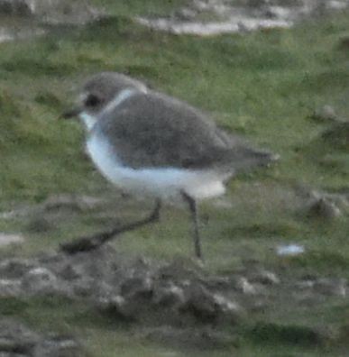 Kentish Plover - ML643113368
