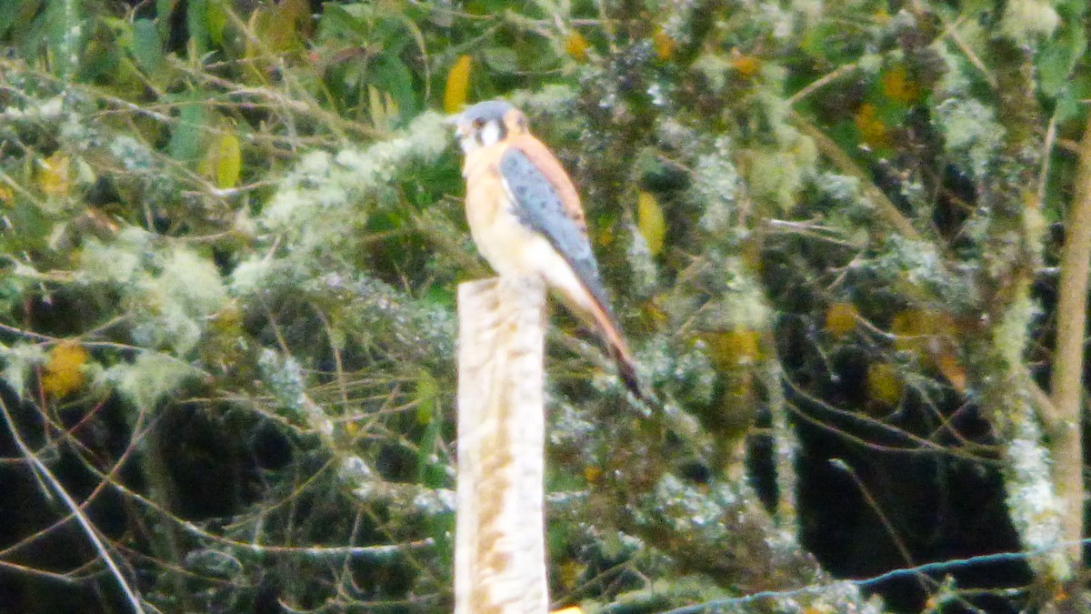 American Kestrel - ML643113371