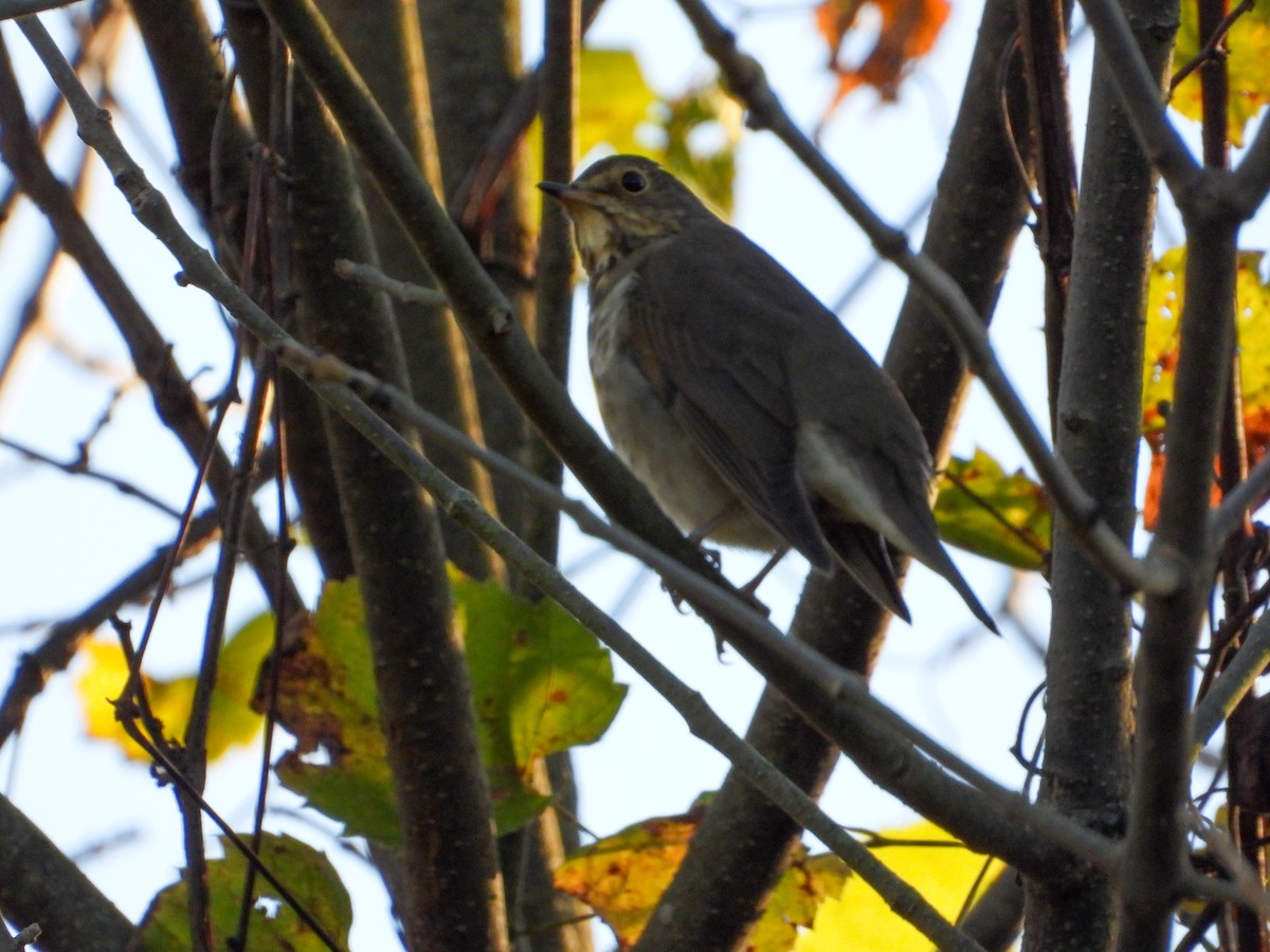 Grive à dos olive - ML643113372