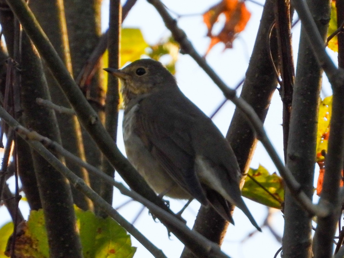 Grive à dos olive - ML643113373