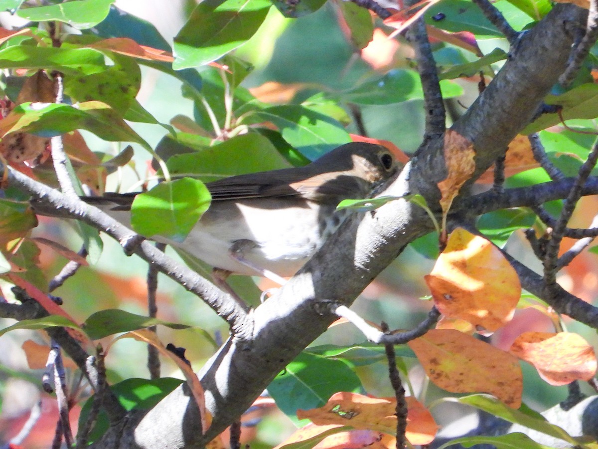 Grive à dos olive - ML643113374