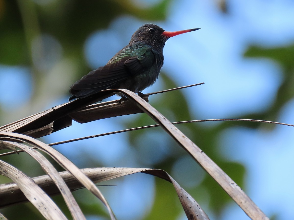 White-chinned Sapphire - ML643113377