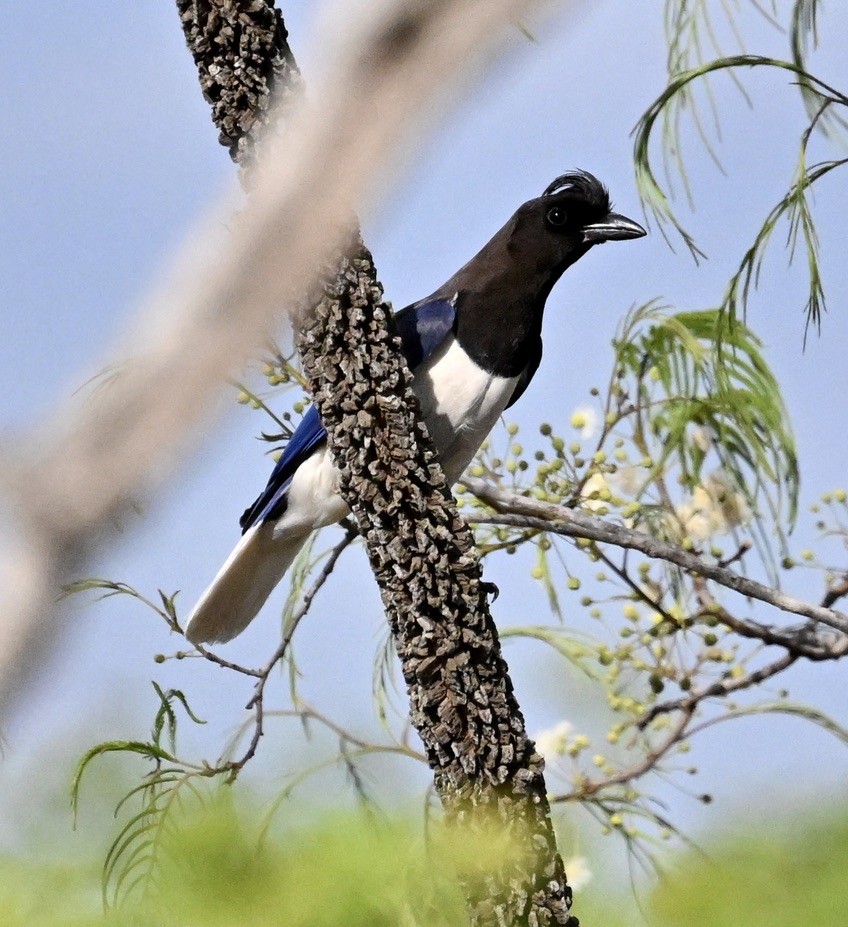 Curl-crested Jay - ML643113388