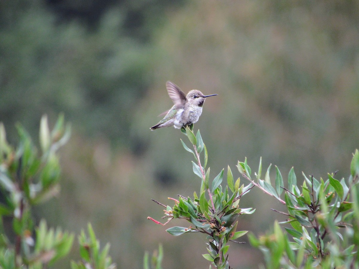 Anna's Hummingbird - ML643113395