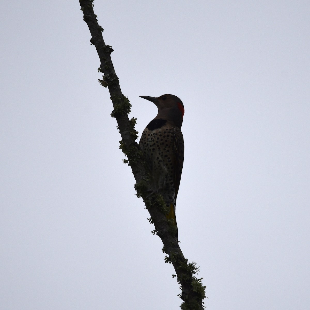 Northern Flicker (Yellow-shafted) - ML643113398