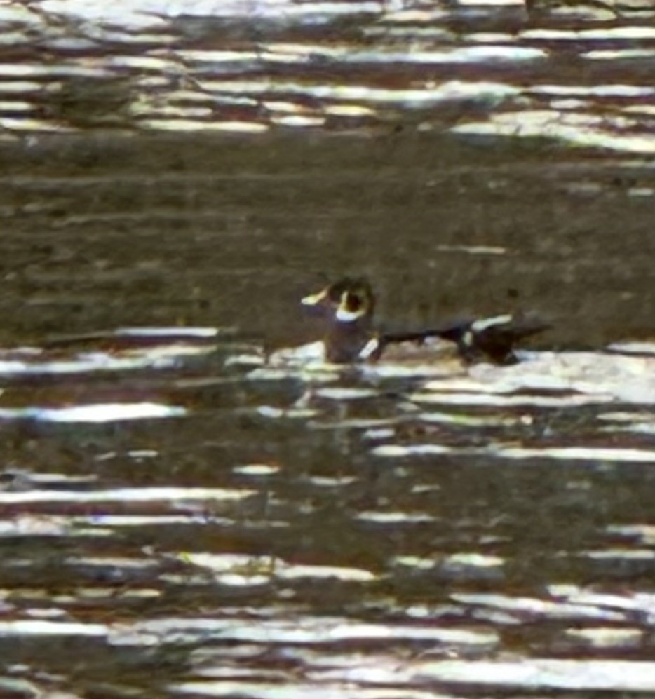 Wood Duck - ML643113410