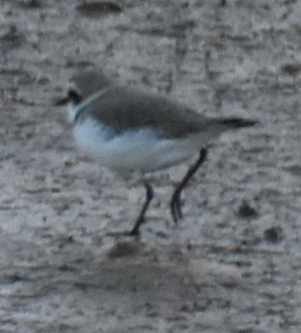 Kentish Plover - ML643113412