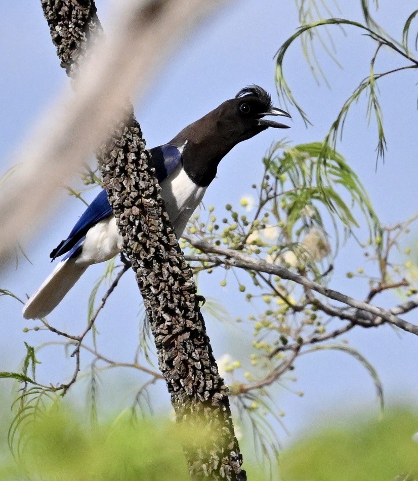 Curl-crested Jay - ML643113413