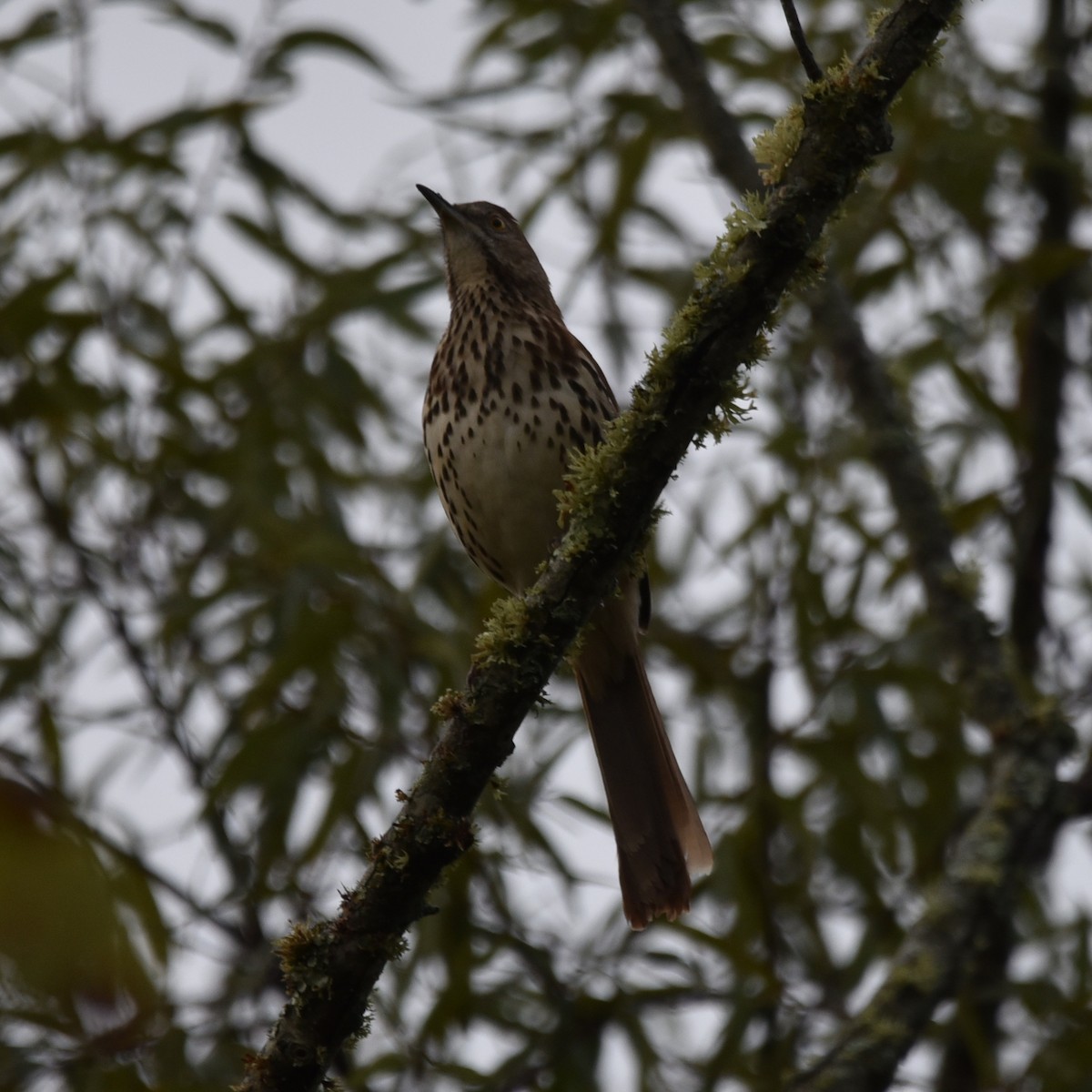 Brown Thrasher - ML643113415