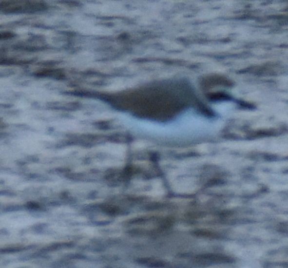Kentish Plover - ML643113417